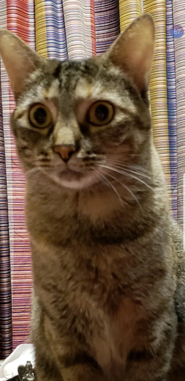 Lost cat in Baton Rouge, LA, 70820