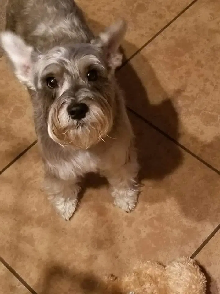 Lost dog in Mobile, AL, 36618