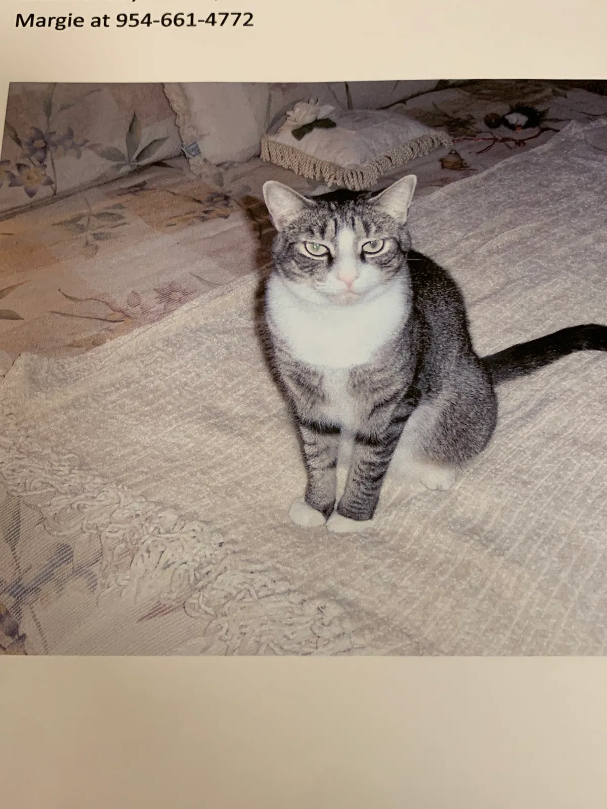 Lost cat in Pompano Beach, FL, 33060