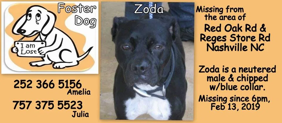 Lost dog in Nashville, NC, 27856