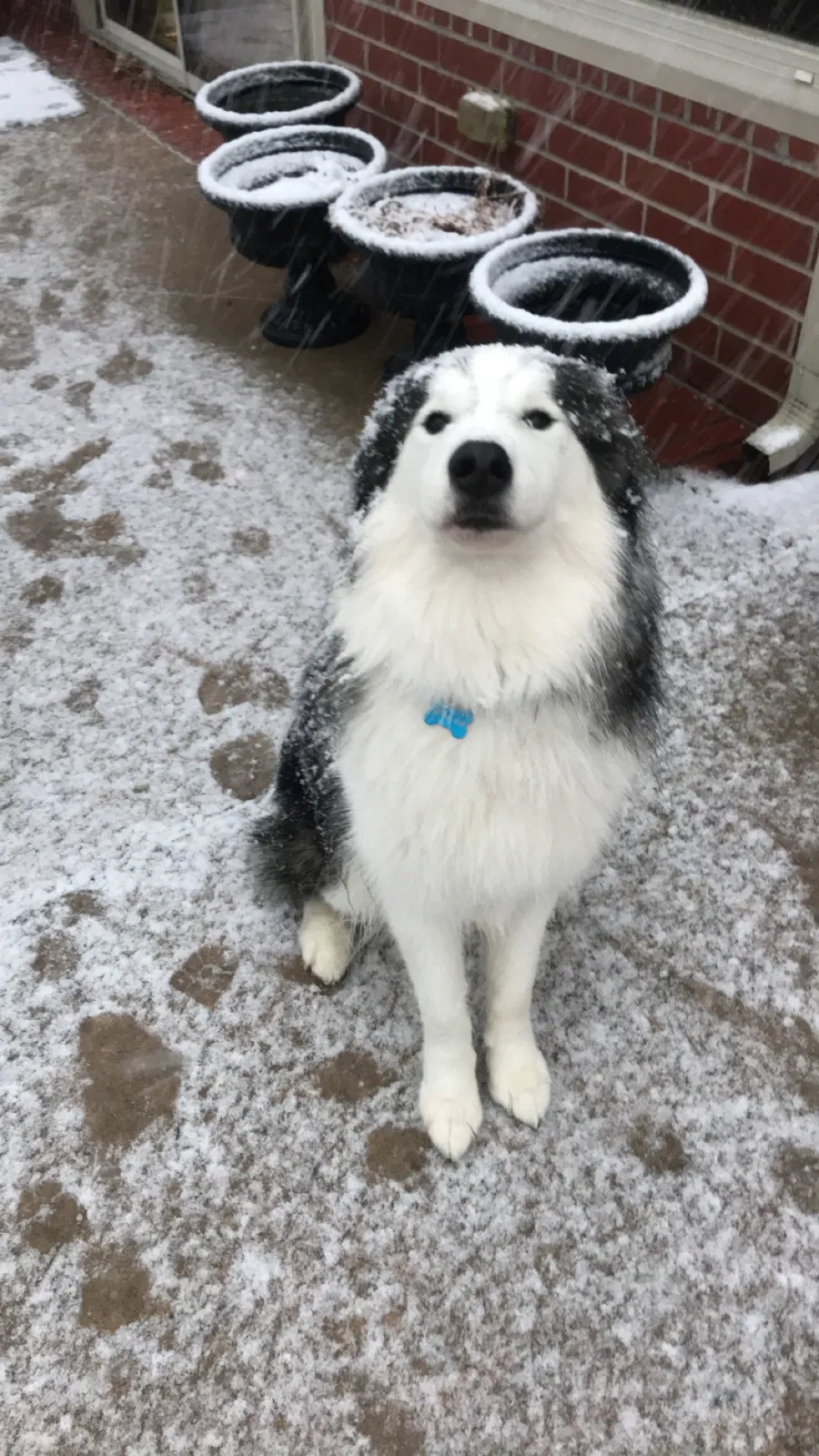 Lost dog in Fritch, TX, 79036