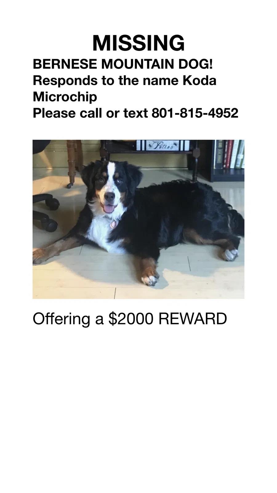 Lost dog in Salt Lake City, UT, 84109