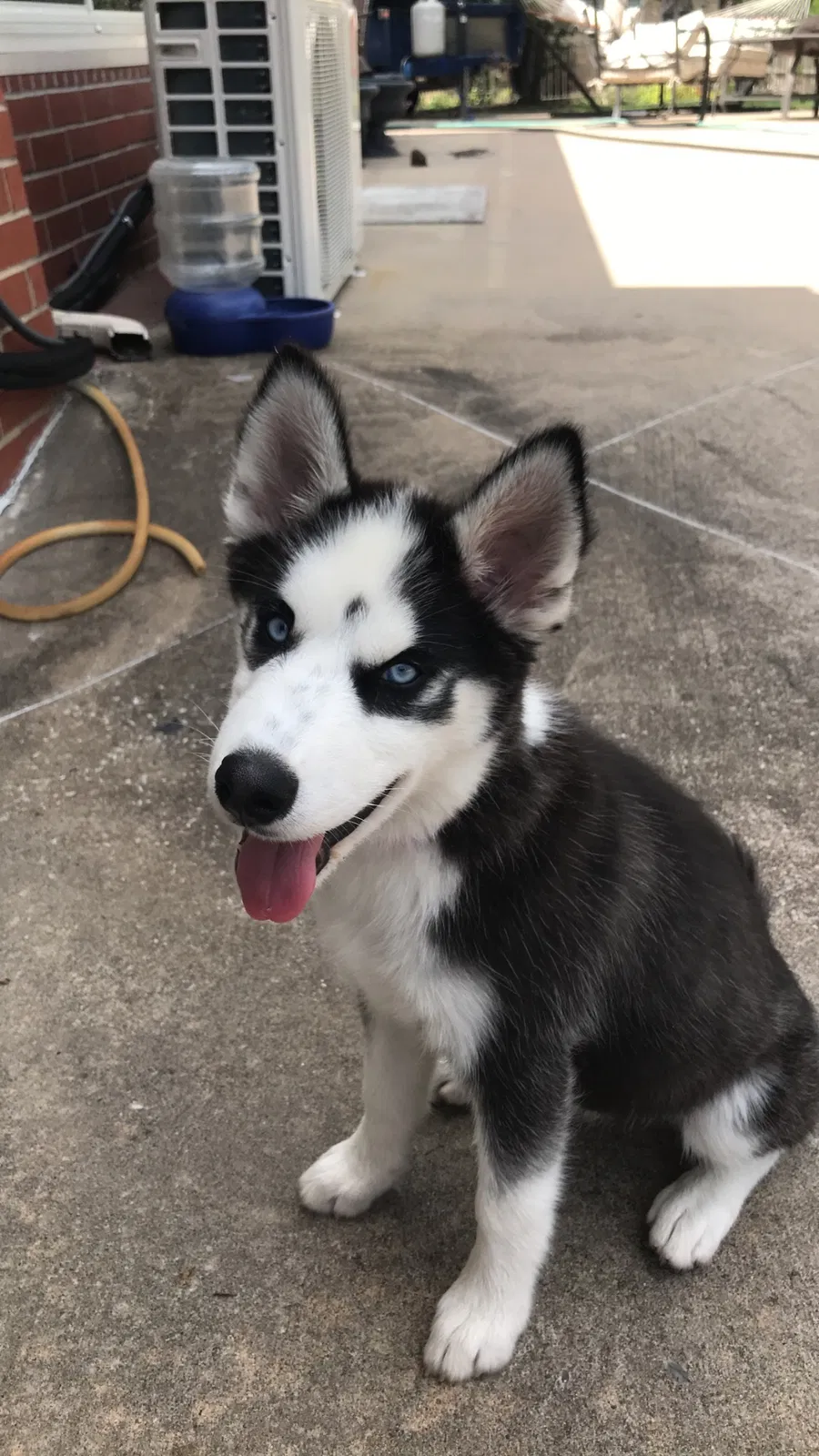 Lost dog in Fritch, TX, 79036