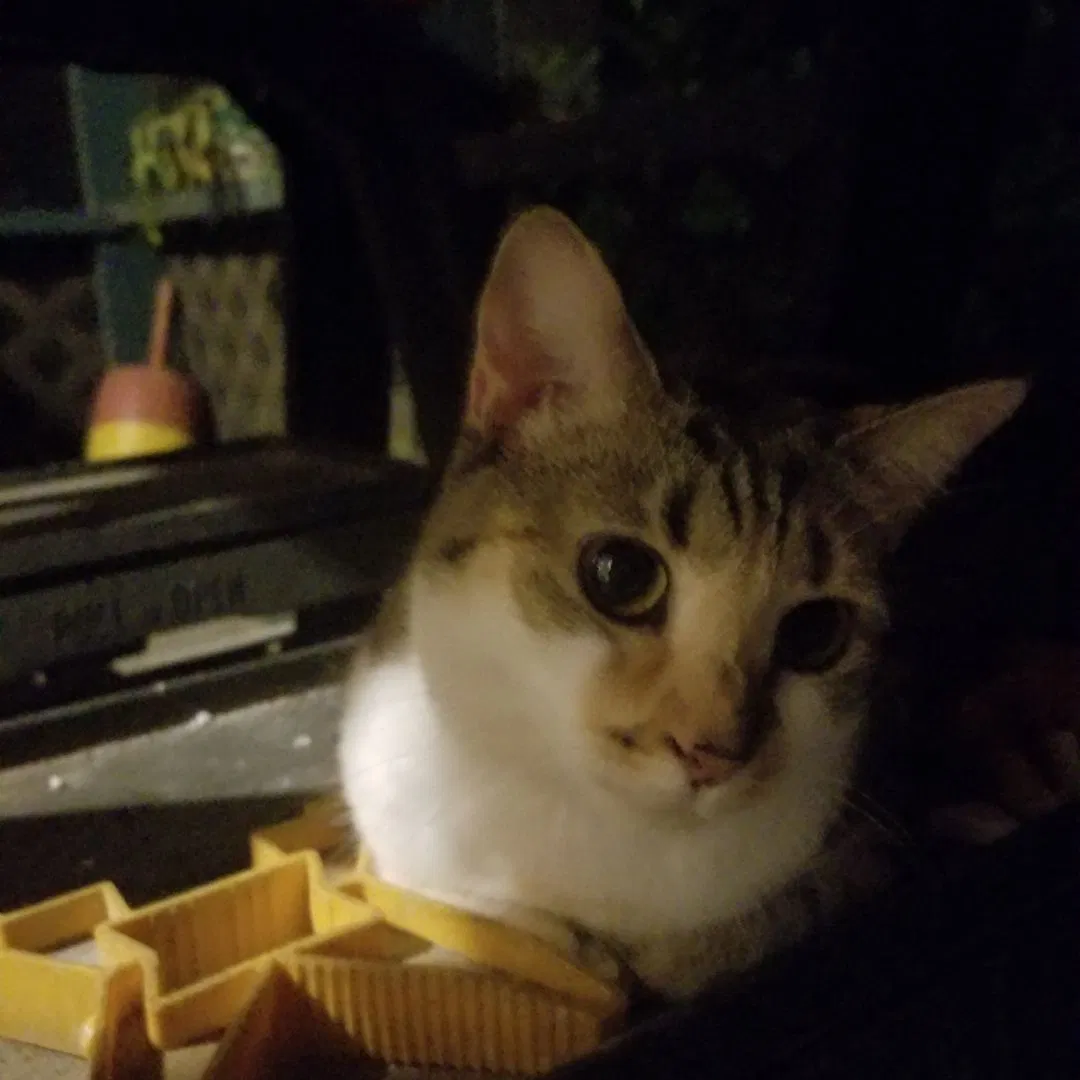 Lost cat in Brookhaven, PA, 19015