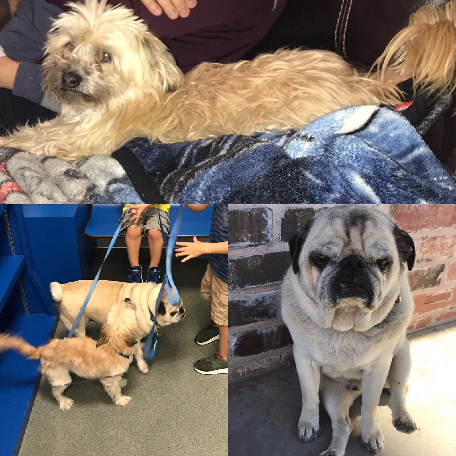 Lost dog in Midland, TX, 79707