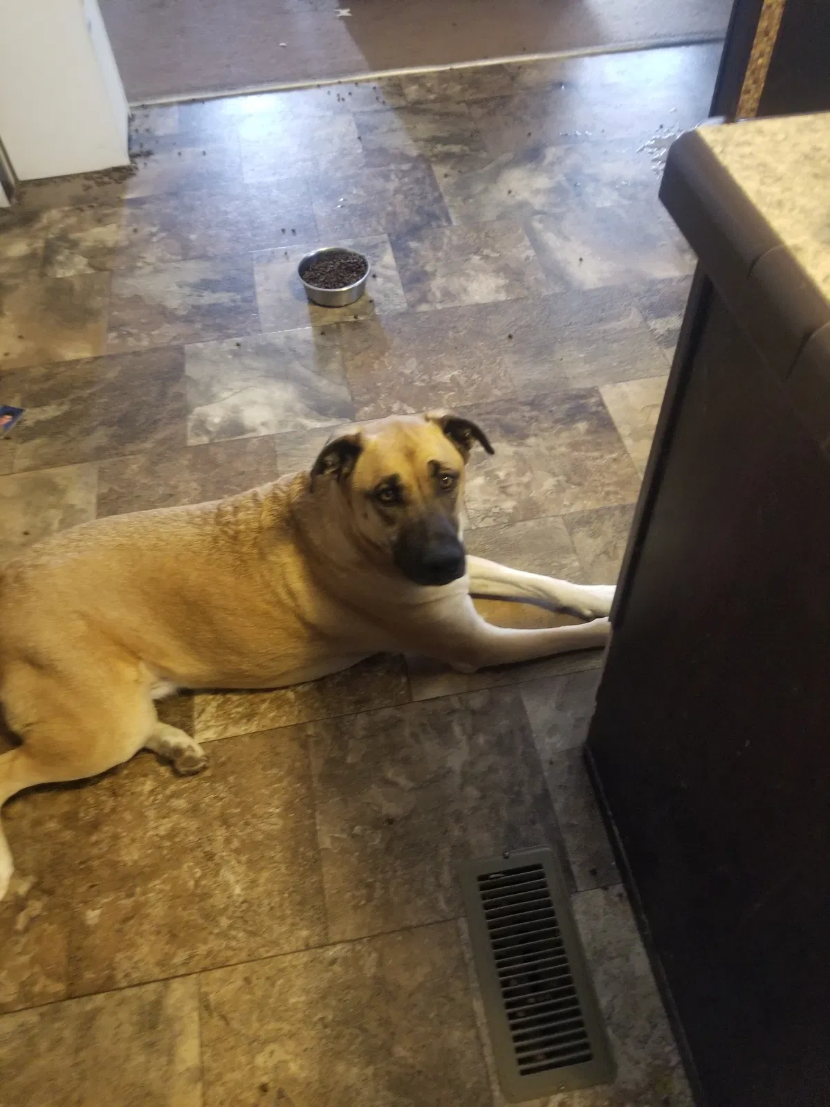 Lost dog in Midland, TX, 79705