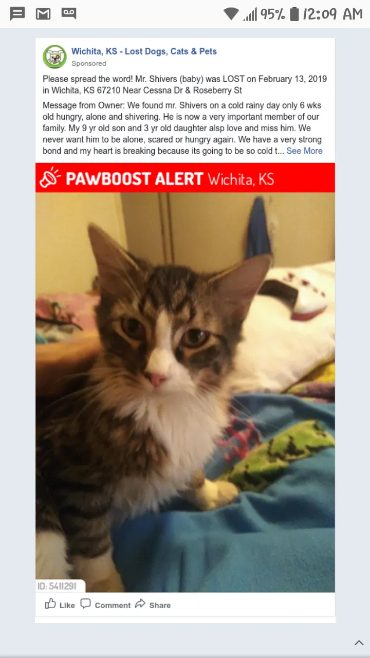 Lost cat in Wichita, KS, 67210