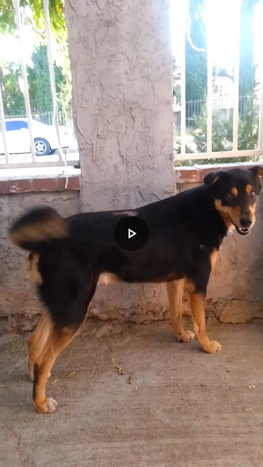 Lost dog in Sylmar, CA, 91342