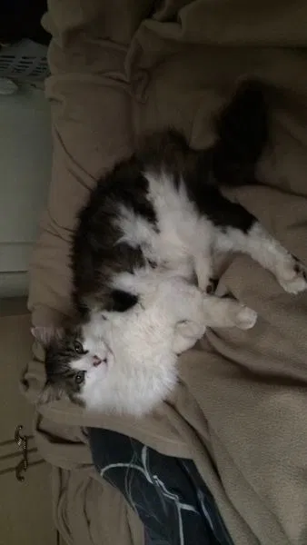 Lost cat in Sandy, UT, 84093