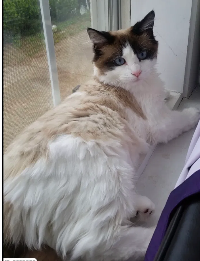 Lost cat in York, PA, 17408