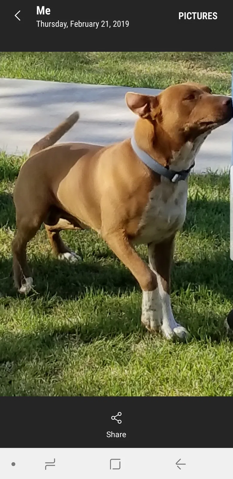 Lost dog in Odessa, TX, 79764