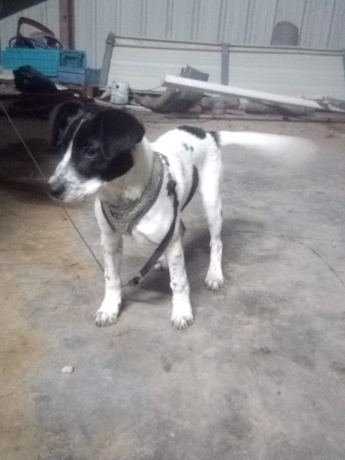 Lost dog in Odessa, TX, 79764