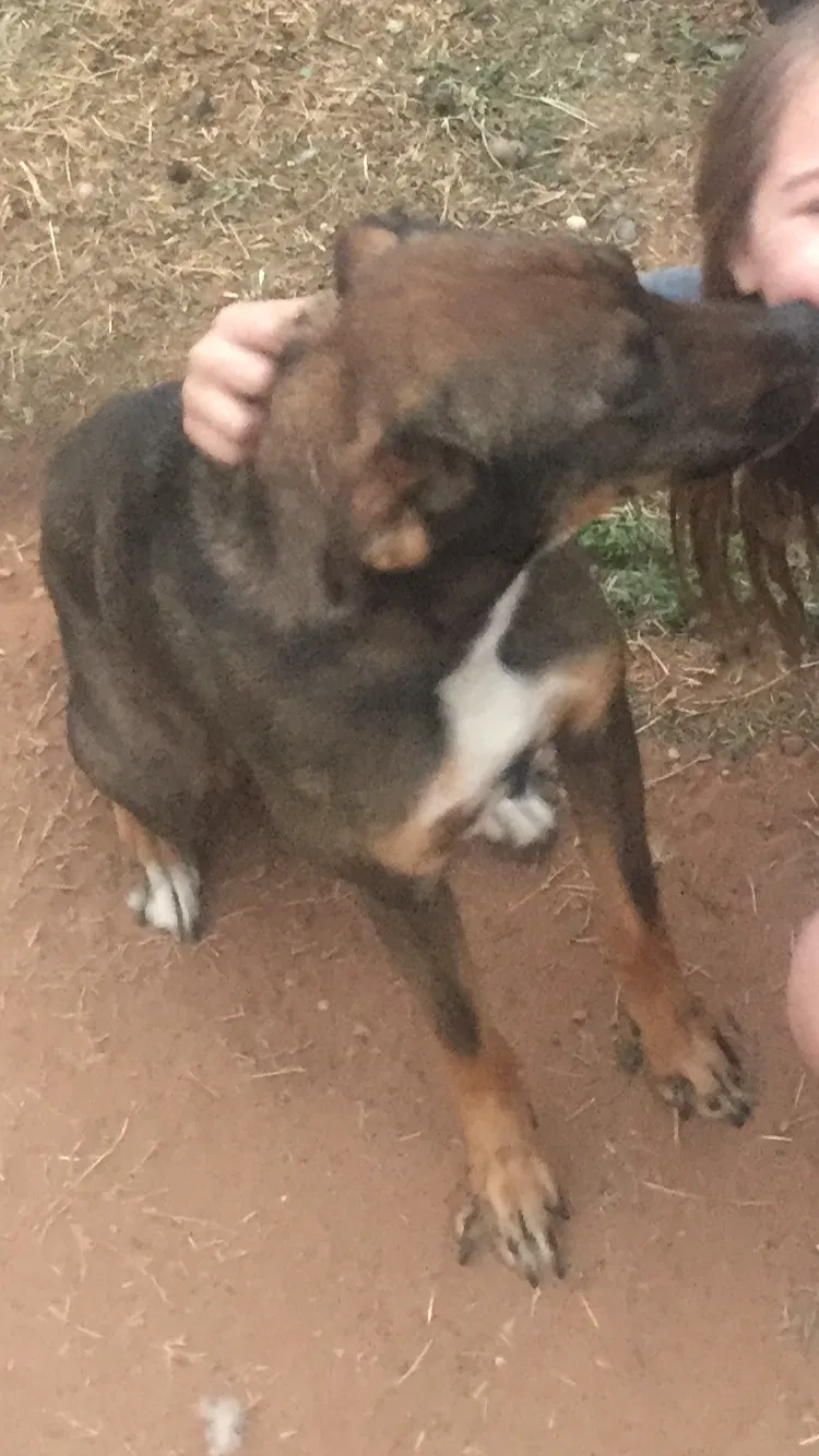 Lost dog in Midland, TX, 79705