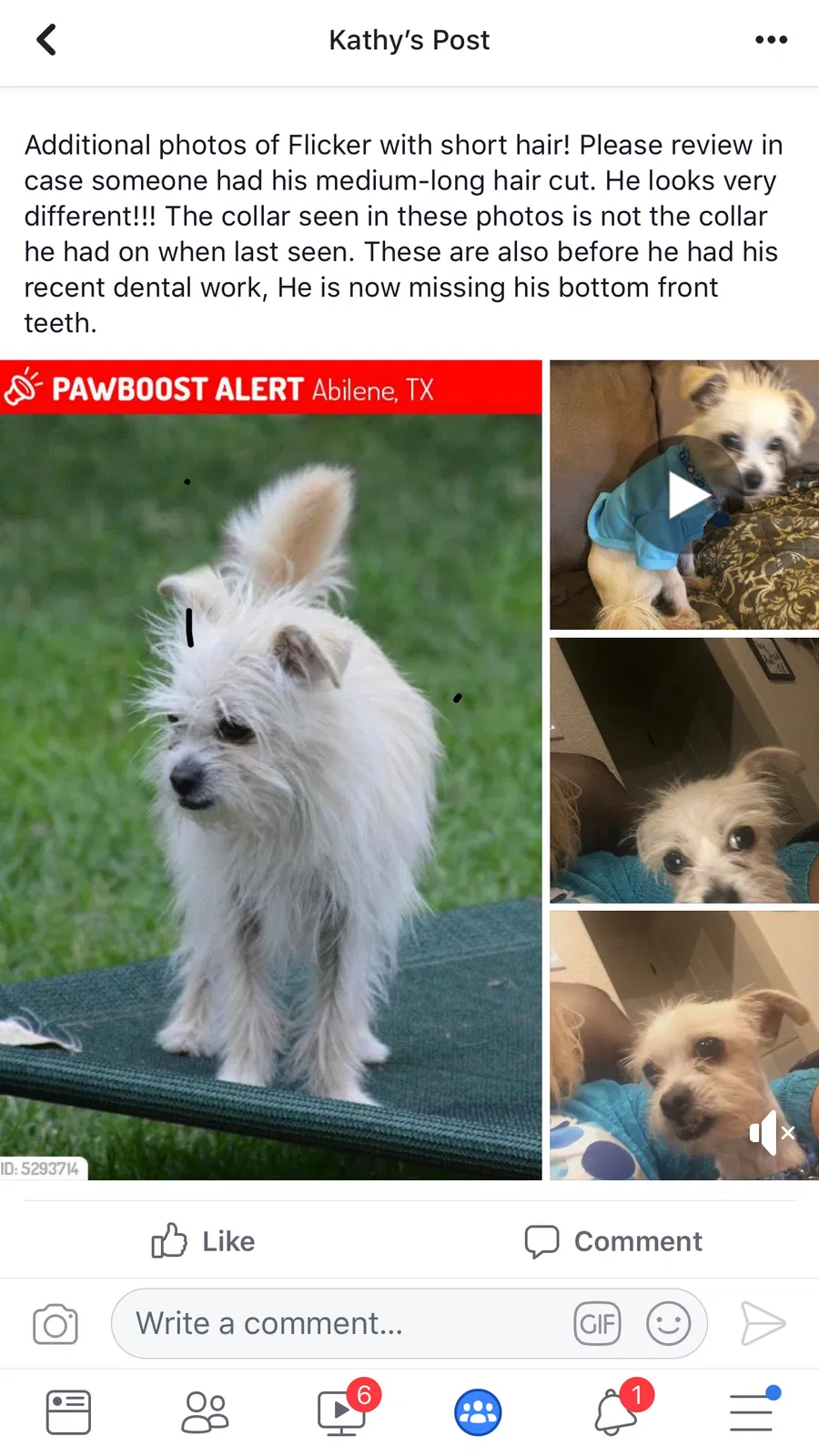 Lost dog in Abilene, TX, 79606