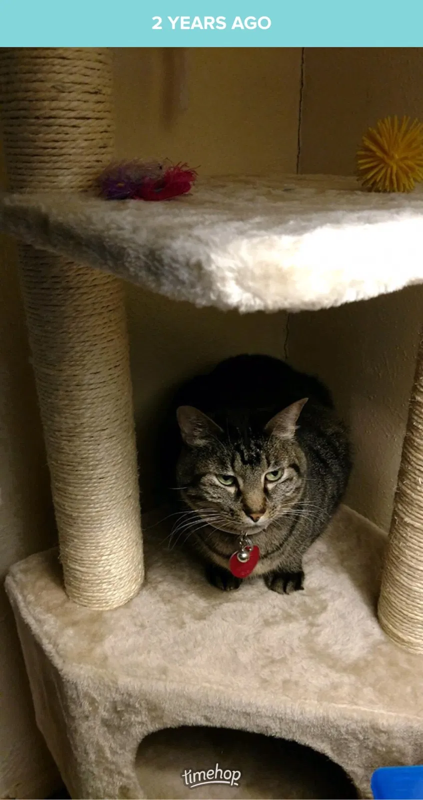 Lost cat in Richmond, TX, 77406