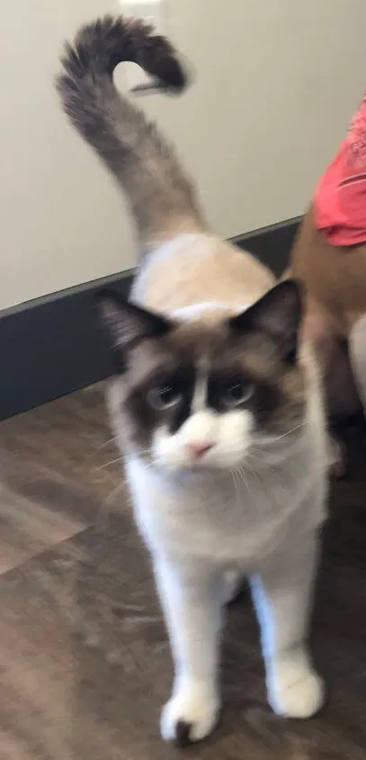 Lost cat in Midvale, UT, 84047