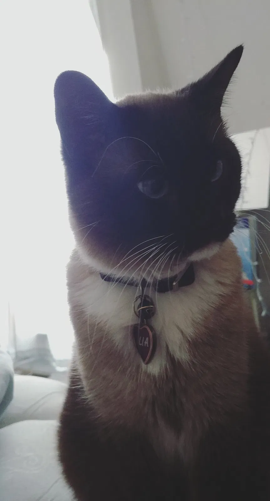 Lost cat in Salt Lake City, UT, 84120