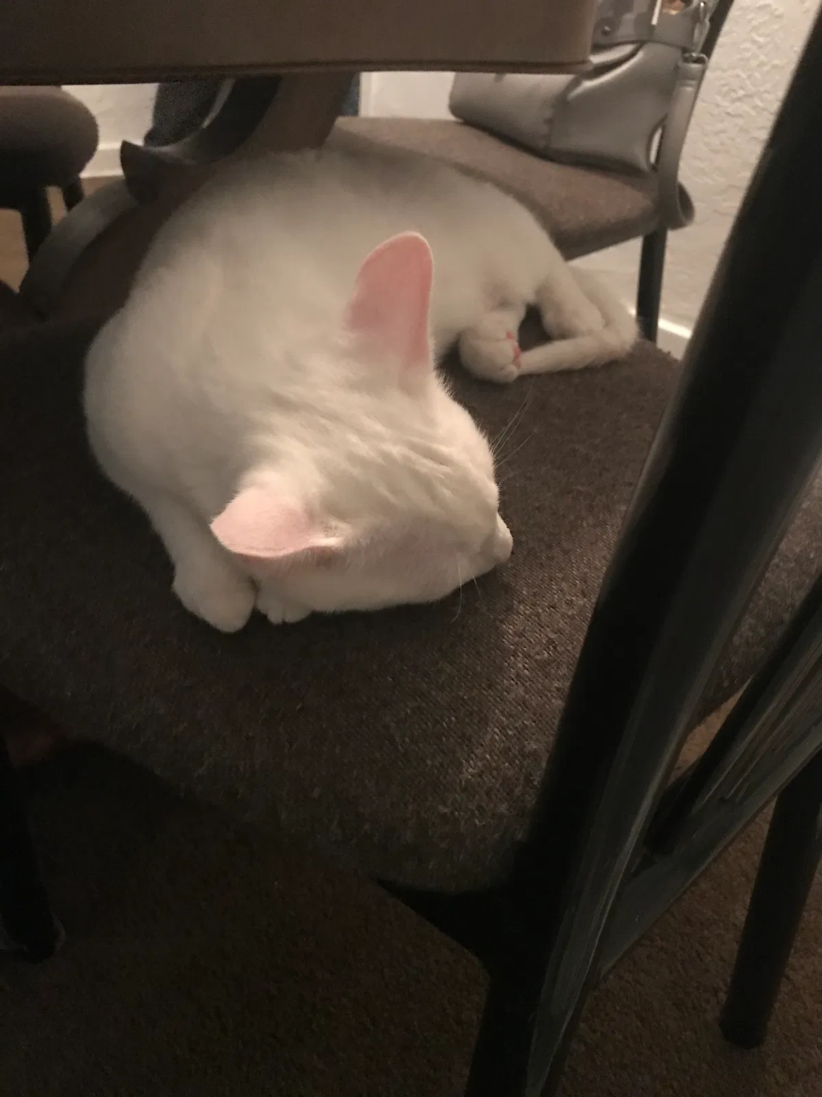 Lost cat in Pennsauken, NJ, 8110