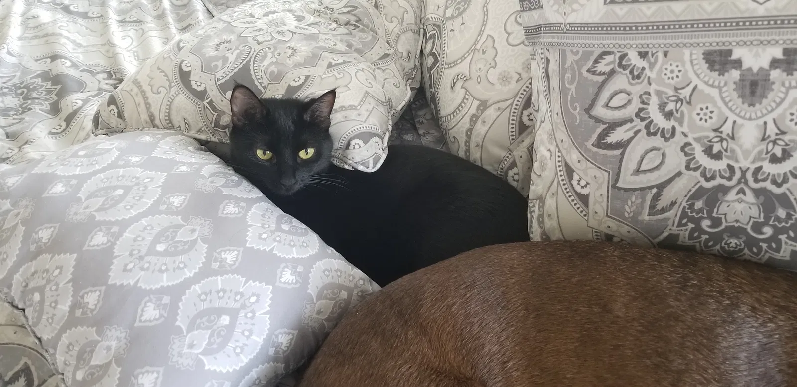 Lost cat in Katy, TX, 77449