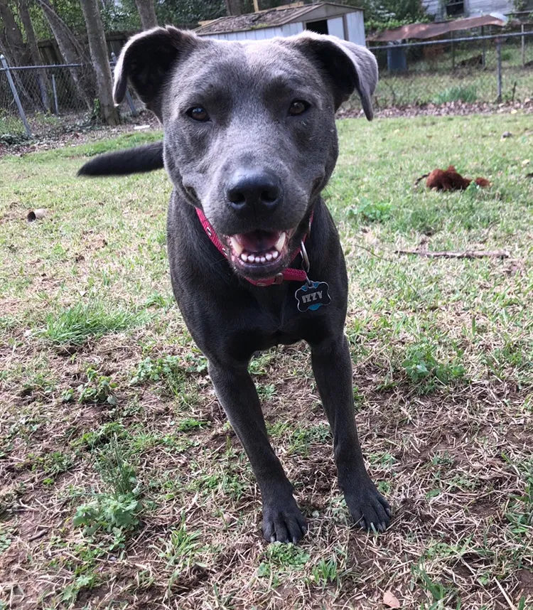 Lost dog in Birmingham, AL, 35209