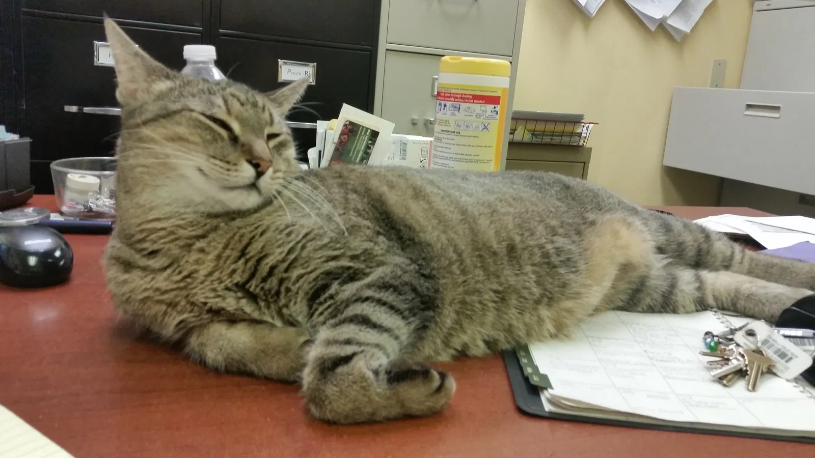 Lost cat in Tampa, FL, 33612