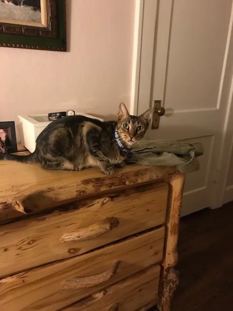 Lost cat in Dallas, TX, 75214