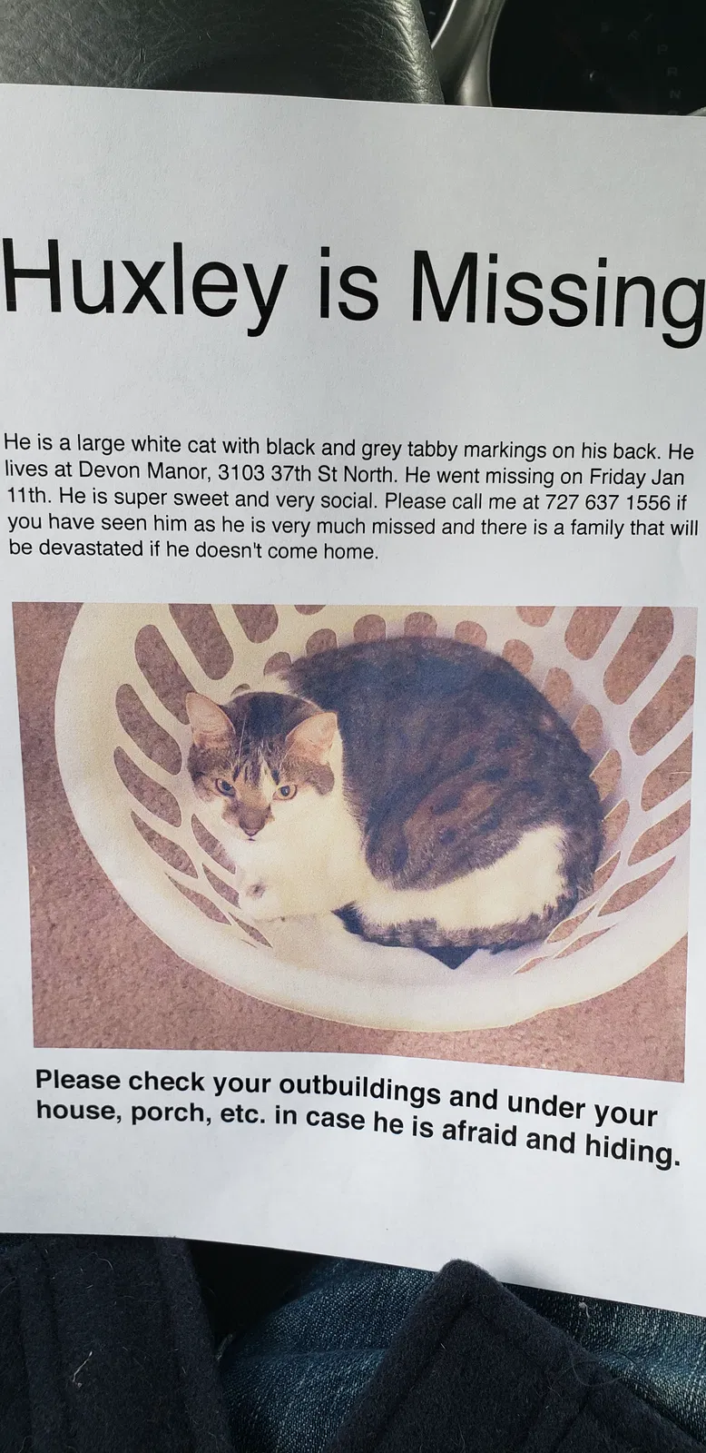 Lost cat in Saint Petersburg, FL, 33713