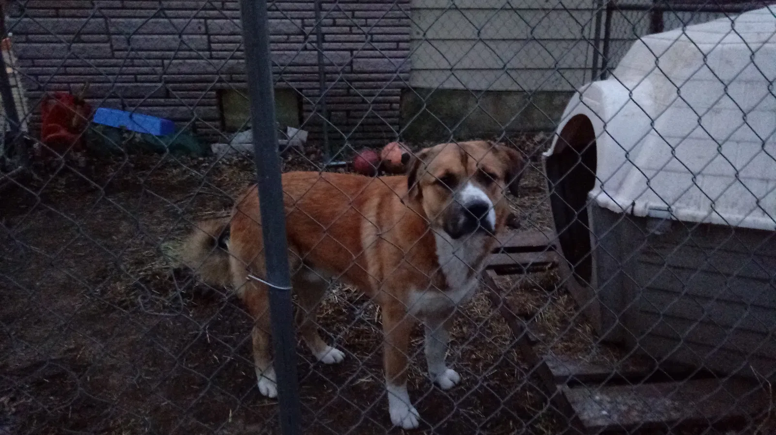 Found dog in Baxter Springs, KS, 66713