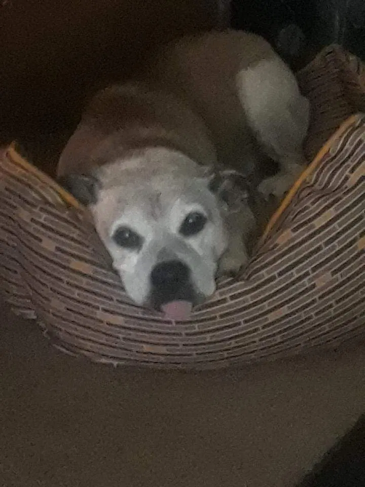 Lost dog in Deer Park, TX, 77536