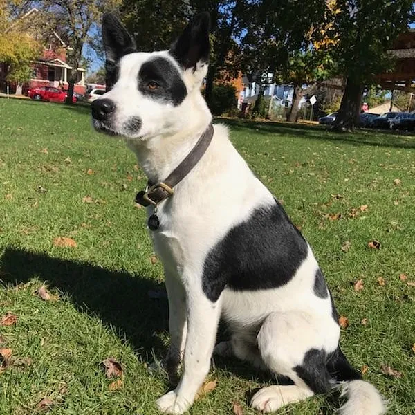 Lost dog in Baldwin, WI, 54002