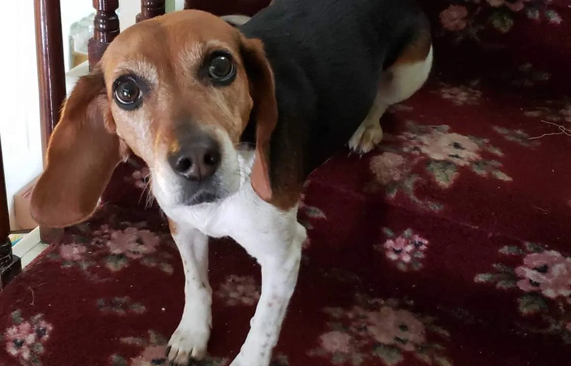 Lost dog in Centreville, MI, 49032