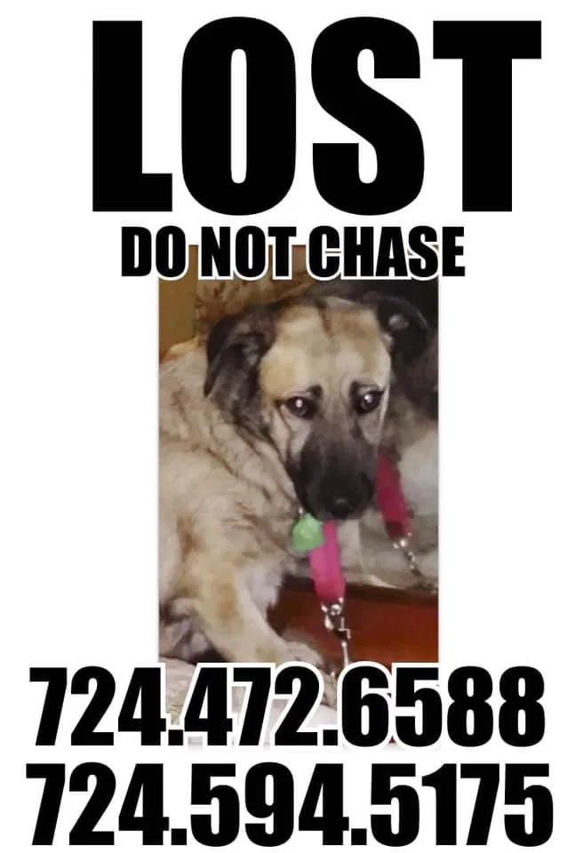 Lost dog in Apollo, PA, 15613