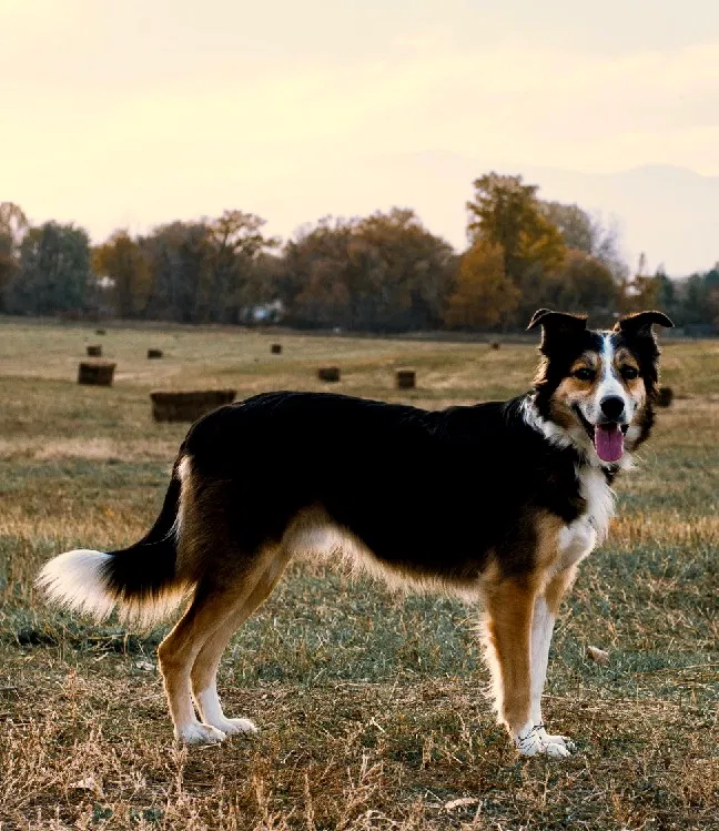 Lost dog in Boulder, CO, 80303