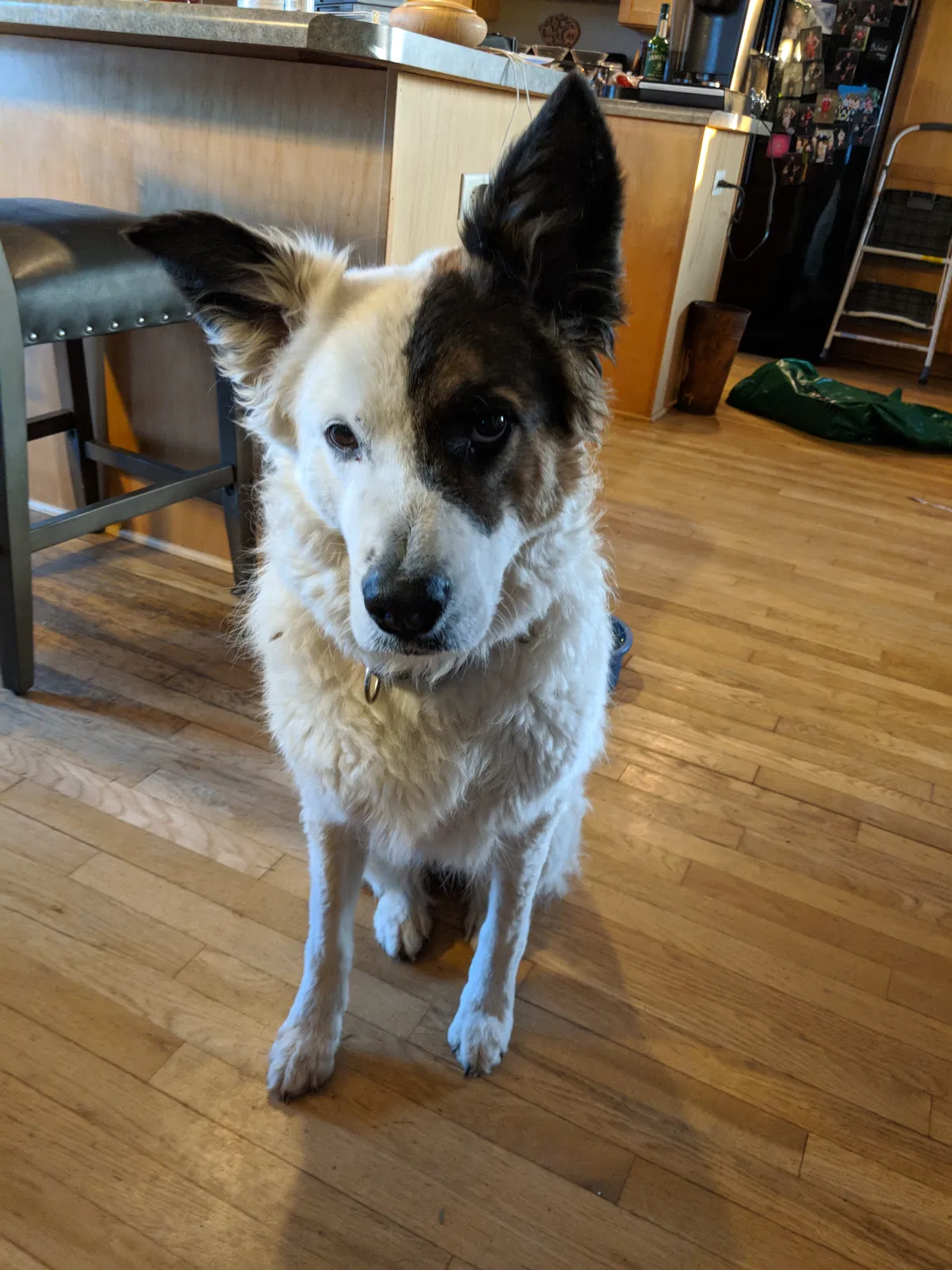 Lost dog in Baldwin, WI, 54002