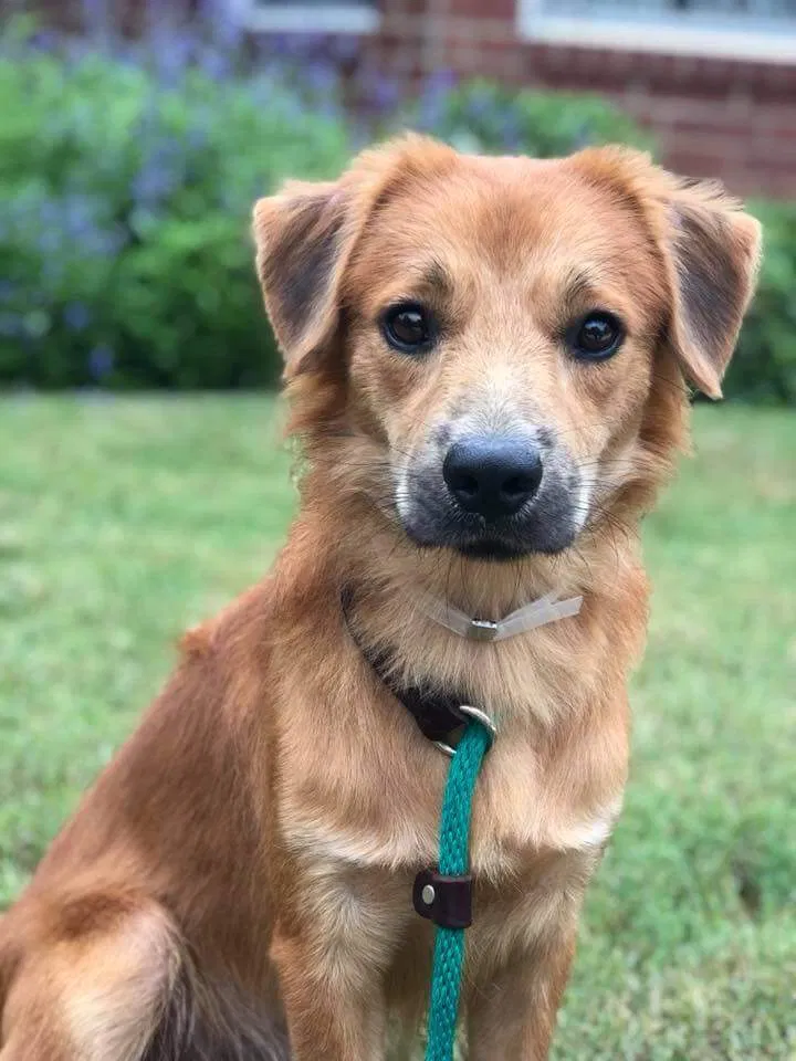 Lost dog in Minneapolis, MN, 55413