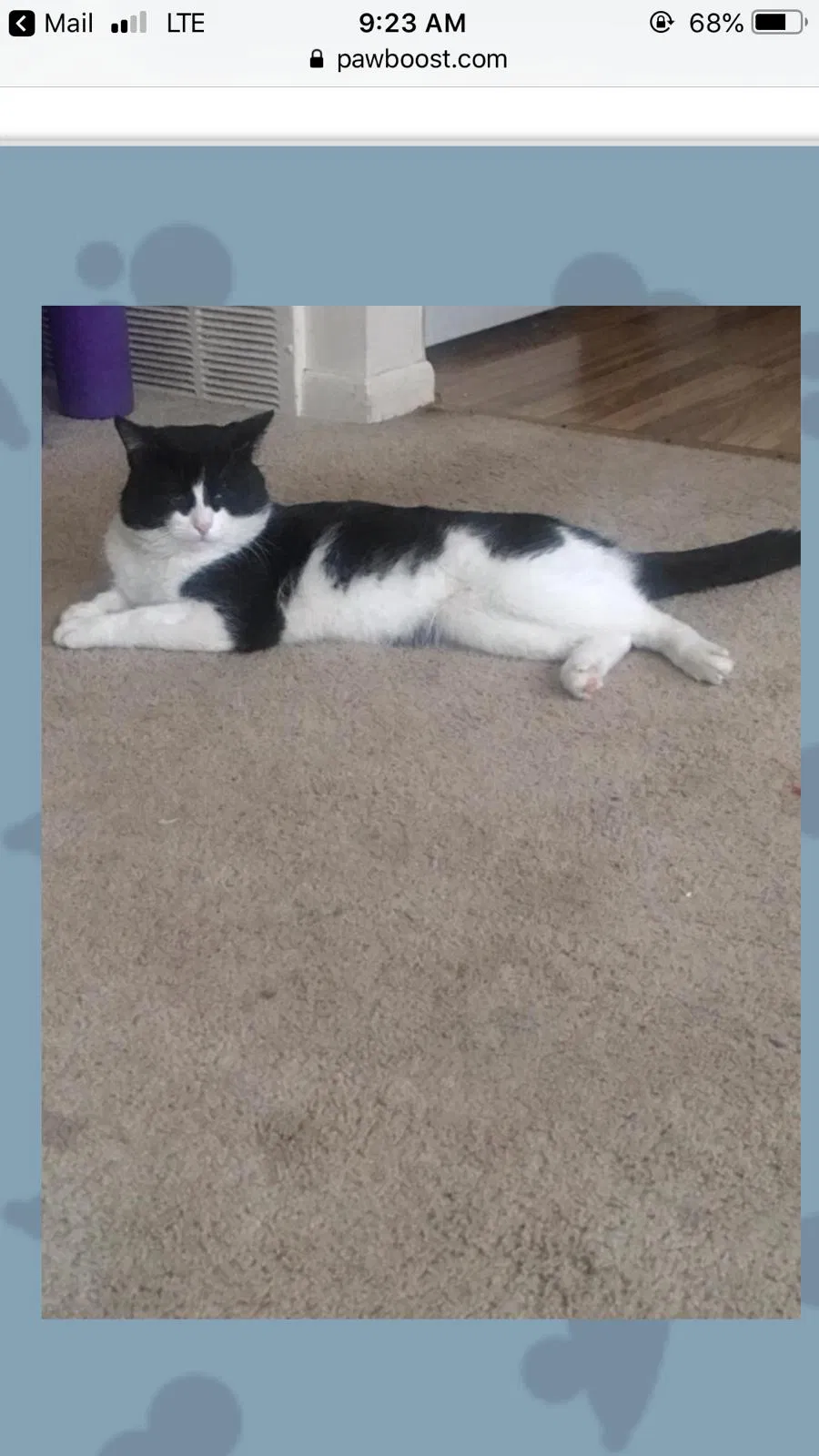 Lost cat in Dearborn Heights, MI, 48125