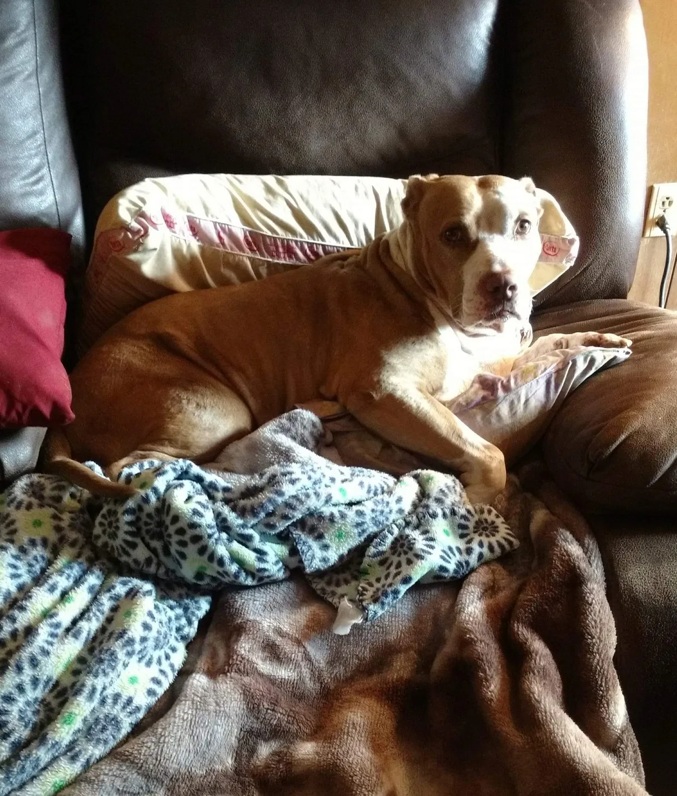 Lost dog in North Charleston, SC, 29420