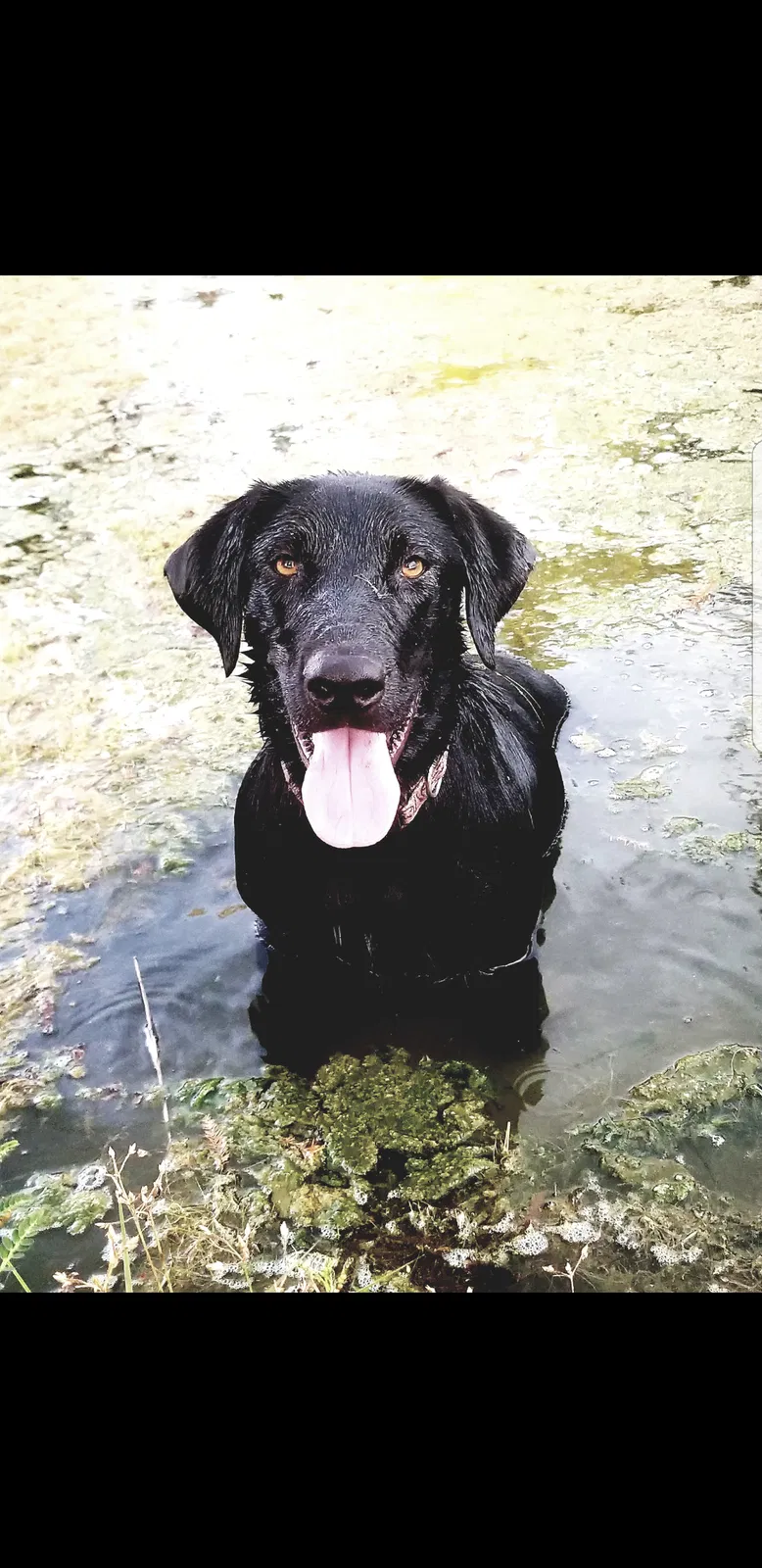 Lost dog in Wilmer, AL, 36587