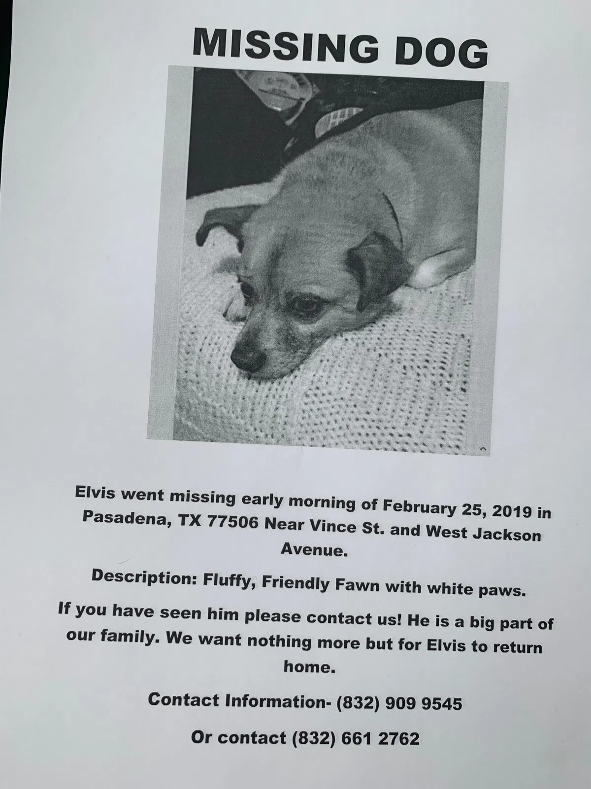Lost dog in Pasadena, TX, 77506