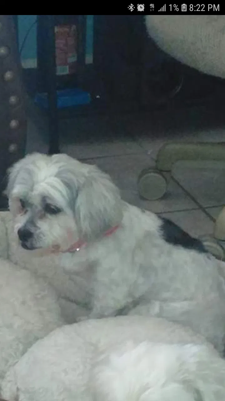 Lost dog in Elgin, IL, 60120