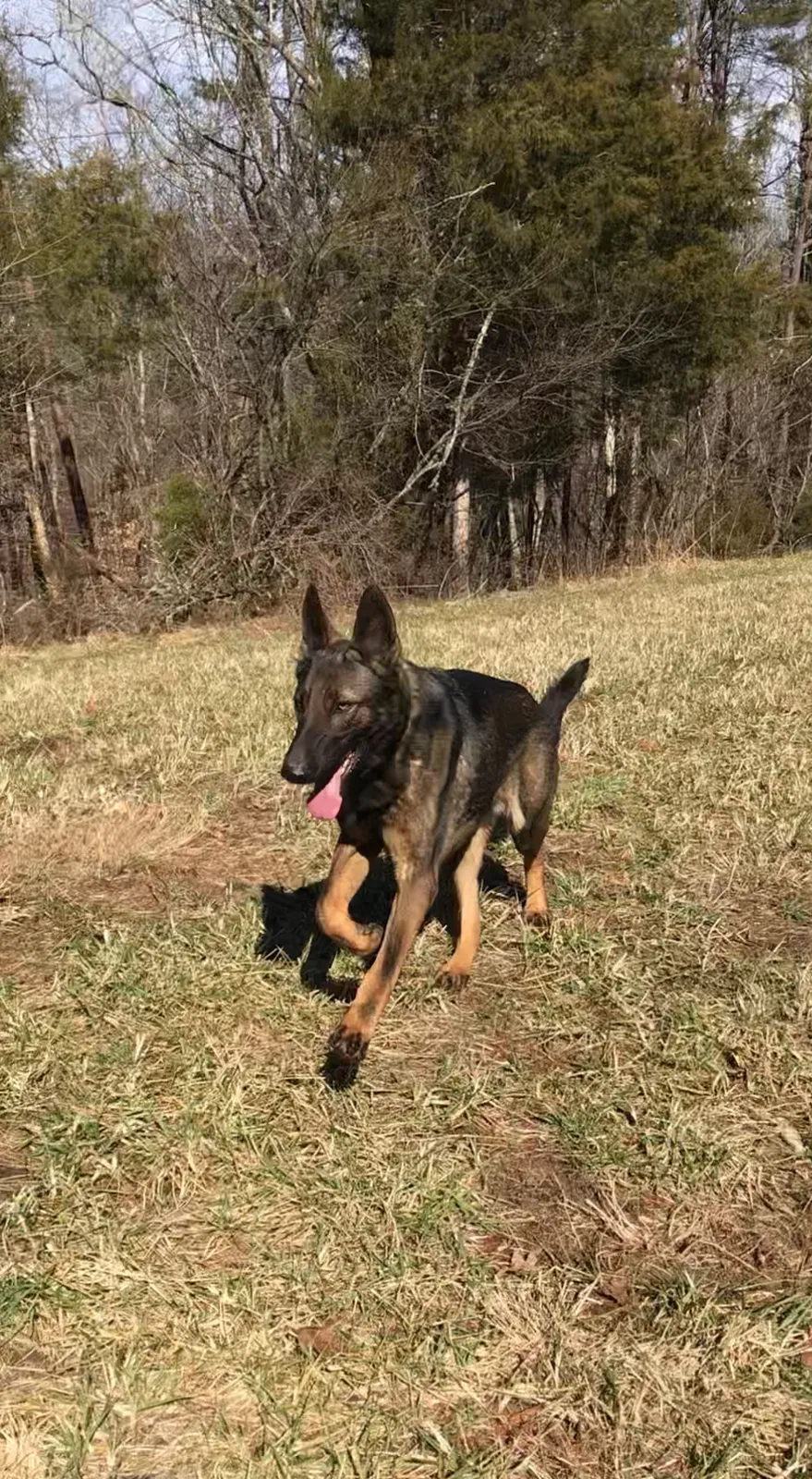 Lost dog in Reidsville, NC, 27320