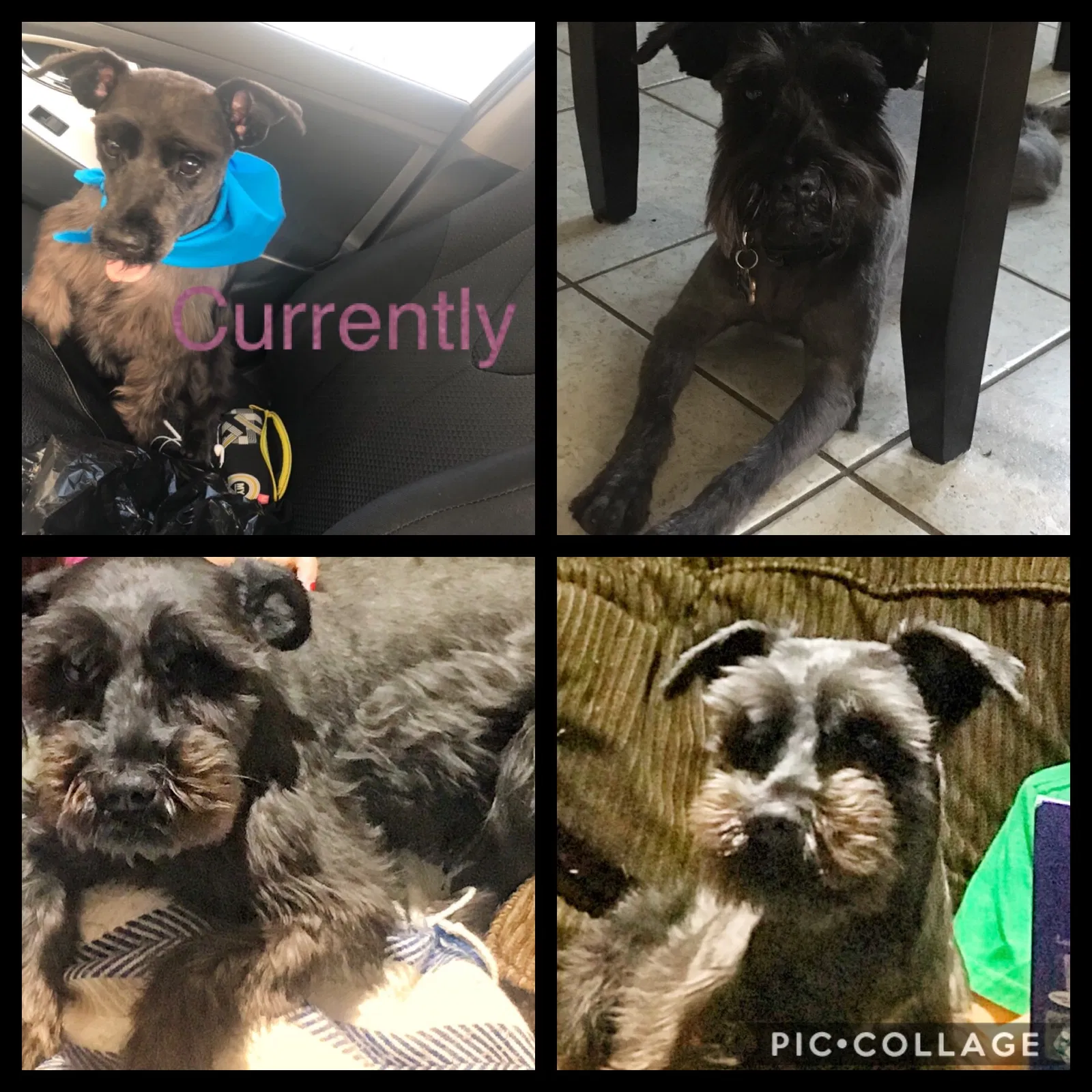 Lost dog in Boutte, LA, 70039