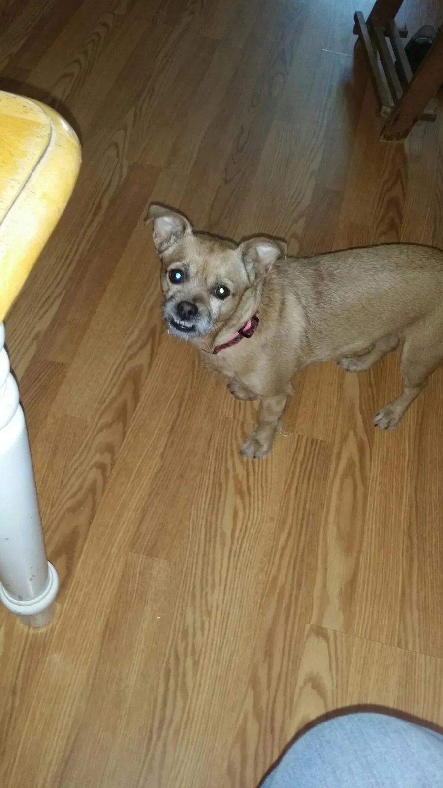 Lost dog in Phillipsburg, NJ, 8865