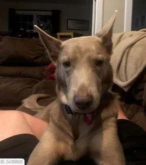Lost dog in Douglasville, GA, 30134