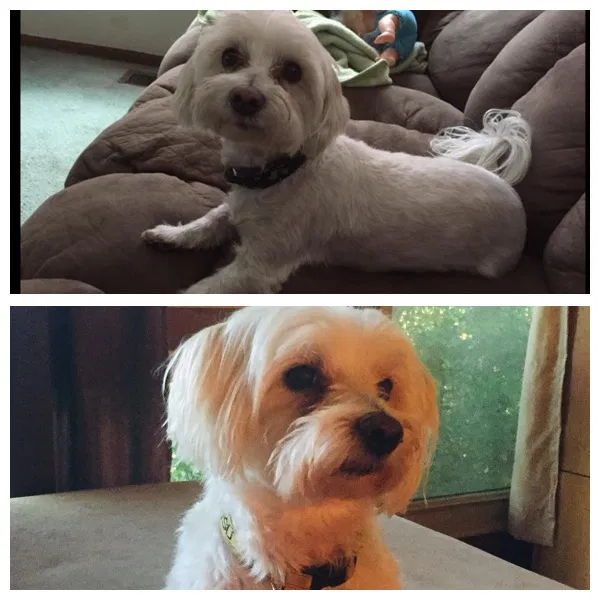 Lost dog in Derby, KS, 67037