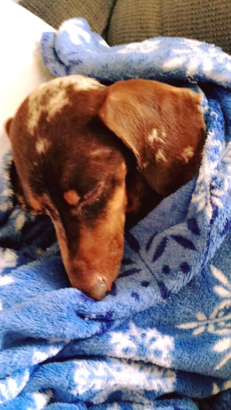 Lost dog in Holt, FL, 32564