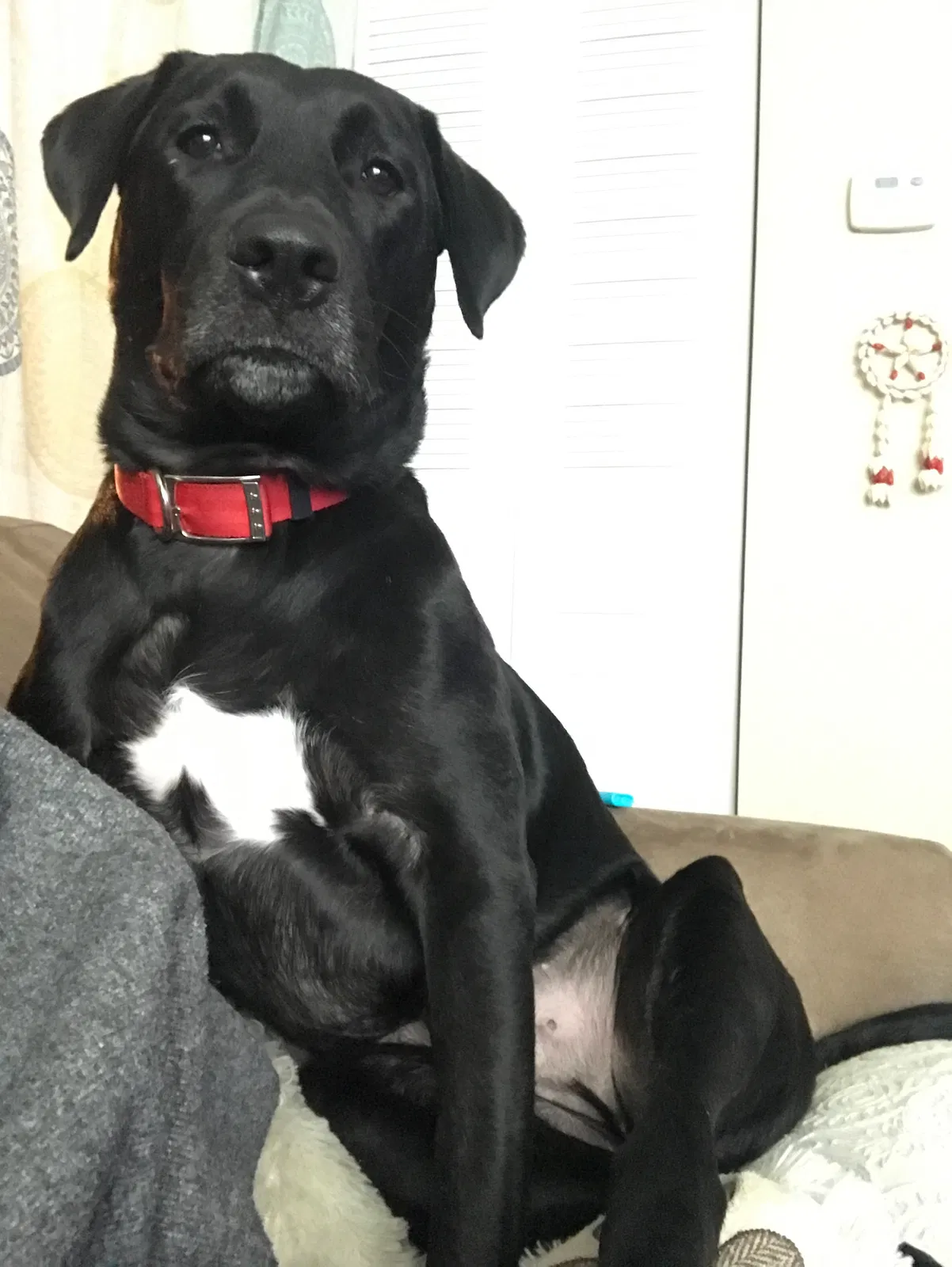 Lost dog in Deltona, FL, 32738