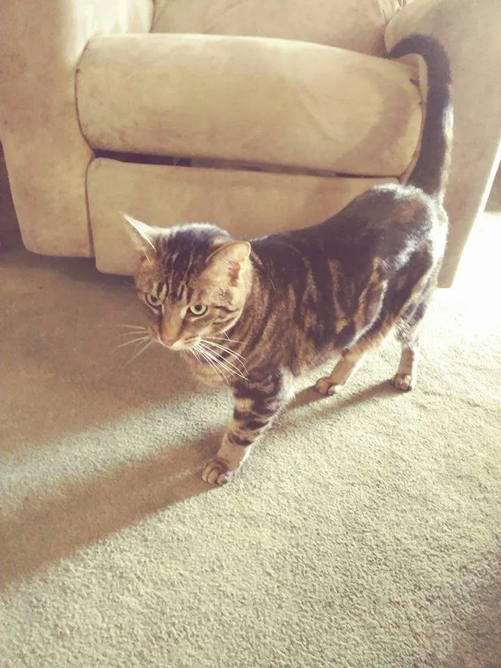 Lost cat in Dearborn, MI, 48124