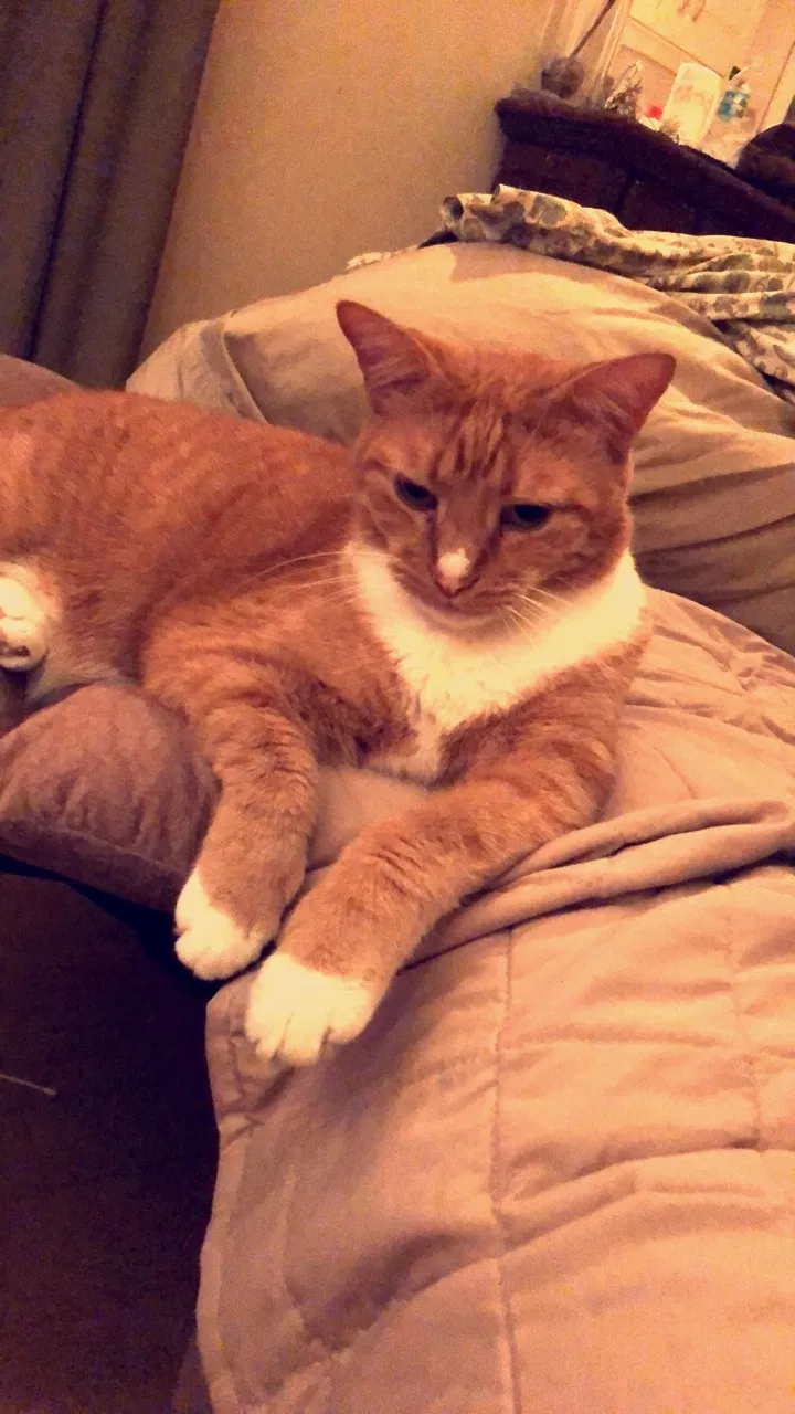 Lost cat in Boca Raton, FL, 33498