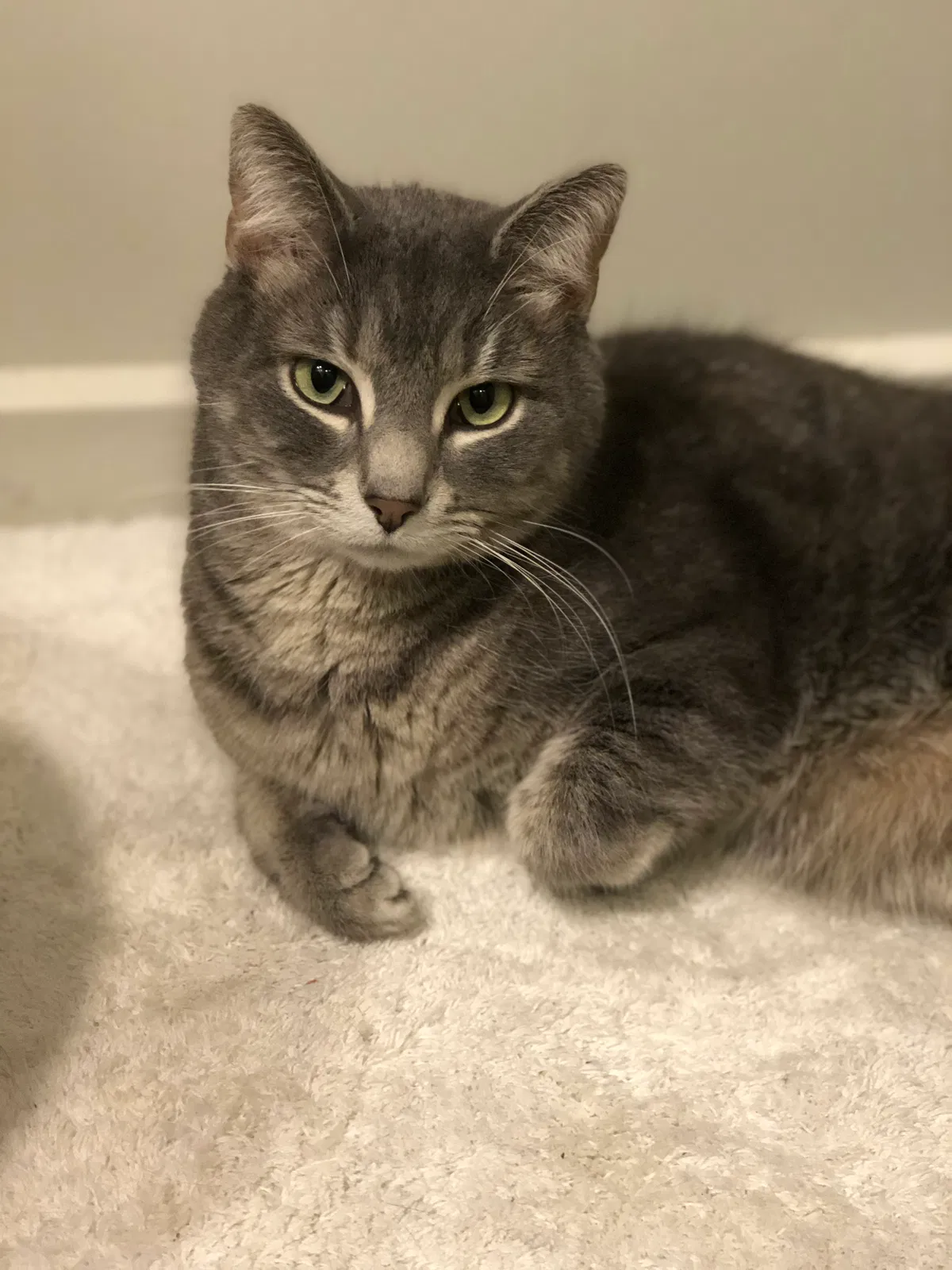 Lost cat in Stow, OH, 44224